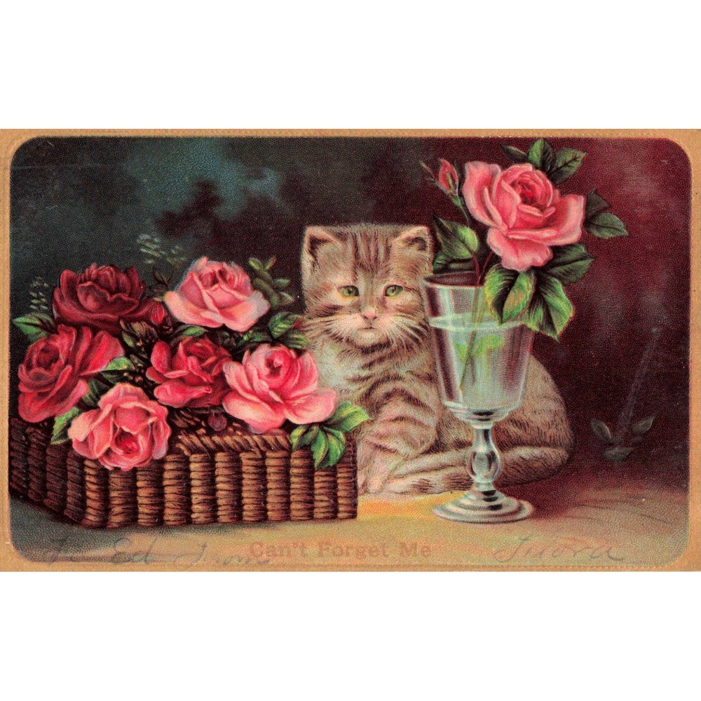 Vintage Postcard Tabby Kitten Roses Cant Forget Me Lithograph Unposted A 663
